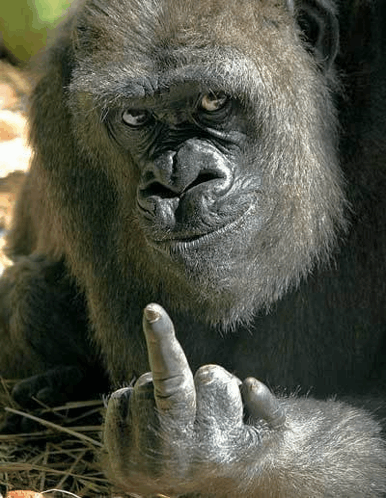 Véleményét határozottan kifejező gorilla