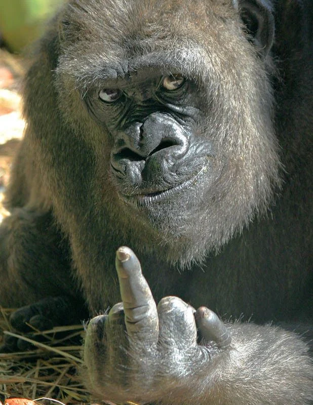 A meglepetésprogram hangulatát szemléltető gorilla